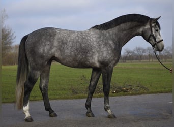 Studbook angloeuropeo, Stallone, 3 Anni, 172 cm, Grigio