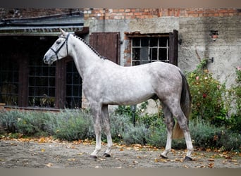 Studbook angloeuropeo, Stallone, 3 Anni, Grigio