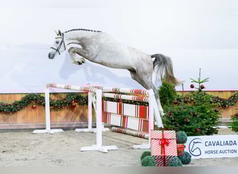 Studbook angloeuropeo, Stallone, 3 Anni, Grigio