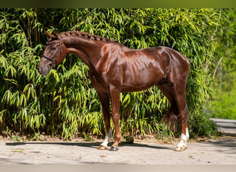 Studbook angloeuropeo, Stallone, 4 Anni, 161 cm, Sauro scuro