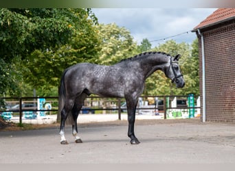 Studbook angloeuropeo, Stallone, 4 Anni, 162 cm, Grigio