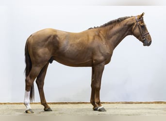 Studbook angloeuropeo, Stallone, 4 Anni, 164 cm, Sauro scuro