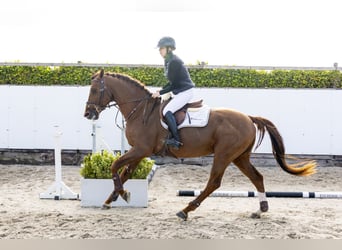 Studbook angloeuropeo, Stallone, 4 Anni, 164 cm, Sauro scuro