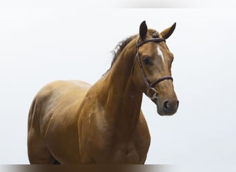 Studbook angloeuropeo, Stallone, 4 Anni, 164 cm, Sauro scuro