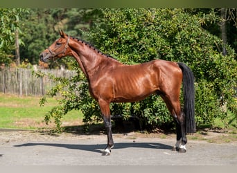 Studbook angloeuropeo, Stallone, 4 Anni, Baio