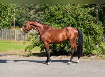 Studbook angloeuropeo, Stallone, 4 Anni, Baio