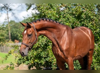 Studbook angloeuropeo, Stallone, 4 Anni, Baio
