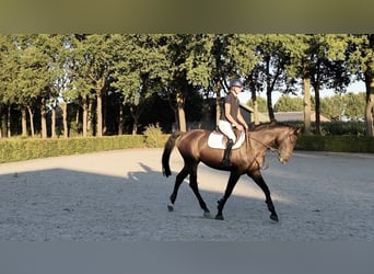 Studbook angloeuropeo, Stallone, 5 Anni, 163 cm, Baio scuro