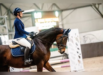 Studbook angloeuropeo Mix, Stallone, 5 Anni, 172 cm, Baio ciliegia