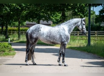 Studbook angloeuropeo, Stallone, 6 Anni, 170 cm, Grigio