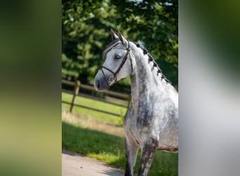 Studbook angloeuropeo, Stallone, 6 Anni, 170 cm, Grigio