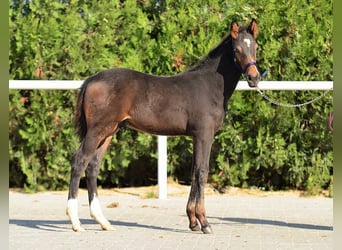 Studbook angloeuropeo, Stallone, Puledri
 (07/2023), 165 cm, Baio scuro
