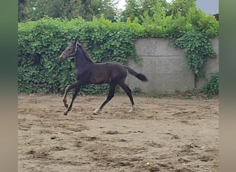 Studbook angloeuropeo, Stallone, Puledri (04/2026), Baio scuro