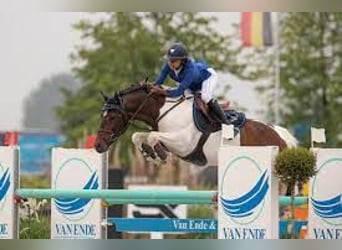 Studbook angloeuropeo, Stallone, Puledri (05/2025)