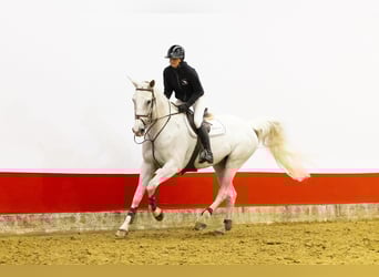 Studbook européen anglo, Étalon, 14 Ans, 175 cm