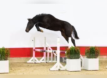 Studbook européen anglo, Étalon, 1 Année, 151 cm, Bai brun