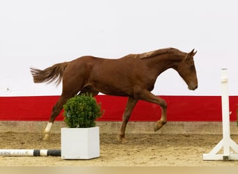 Studbook européen anglo, Étalon, 1 Année, 154 cm, Alezan