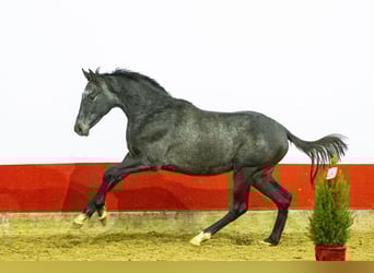 Studbook européen anglo, Étalon, 1 Année, 154 cm, Gris noir