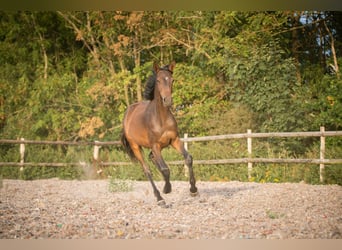 Studbook européen anglo, Étalon, 2 Ans, 150 cm, Bai brun
