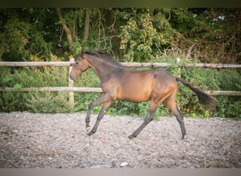 Studbook européen anglo, Étalon, 2 Ans, 150 cm, Bai brun