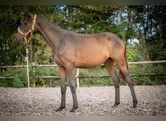 Studbook européen anglo, Étalon, 2 Ans, 150 cm, Bai brun
