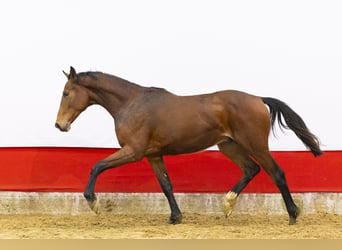 Studbook européen anglo, Étalon, 2 Ans, 157 cm