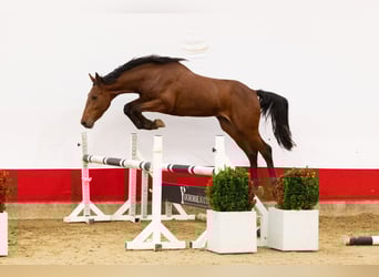 Studbook européen anglo, Étalon, 2 Ans, 162 cm, Bai