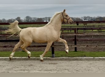 Studbook européen anglo, Étalon, 2 Ans, 162 cm, Palomino