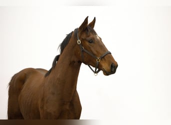 Studbook européen anglo, Étalon, 2 Ans, 163 cm, Bai