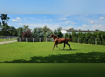 Studbook européen anglo, Étalon, 2 Ans, 166 cm, Bai clair
