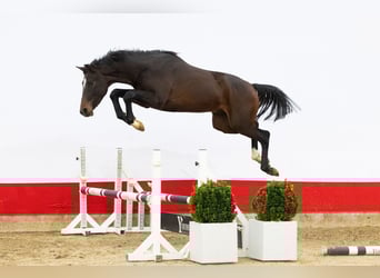 Studbook européen anglo, Étalon, 2 Ans, 170 cm, Bai brun