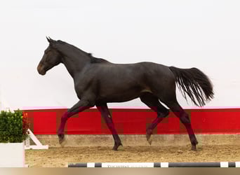 Studbook européen anglo, Étalon, 2 Ans, 171 cm, Bai brun