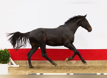 Studbook européen anglo, Étalon, 2 Ans, 171 cm, Bai brun