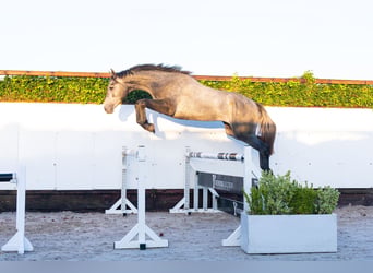 Studbook européen anglo, Étalon, 2 Ans, 171 cm, Gris