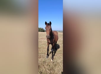 Studbook européen anglo, Étalon, 3 Ans, 145 cm, Bai