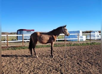 Studbook européen anglo, Étalon, 3 Ans, 147 cm, Buckskin