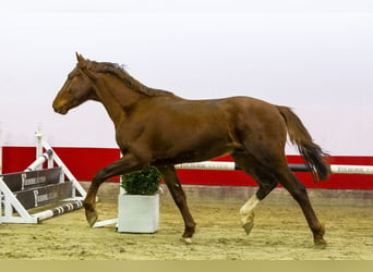 Studbook européen anglo, Étalon, 3 Ans, 161 cm, Alezan brûlé