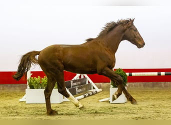 Studbook européen anglo, Étalon, 3 Ans, 161 cm, Alezan brûlé