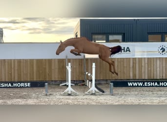 Studbook européen anglo, Étalon, 3 Ans, 164 cm, Alezan