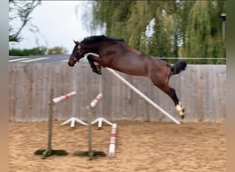 Studbook européen anglo, Étalon, 3 Ans, 166 cm, Roan-Bay