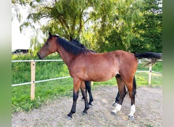Studbook européen anglo, Étalon, 3 Ans, 166 cm, Roan-Bay