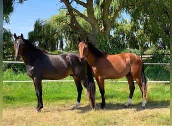 Studbook européen anglo, Étalon, 3 Ans, 166 cm, Roan-Bay