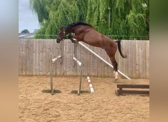 Studbook européen anglo, Étalon, 3 Ans, 166 cm, Roan-Bay