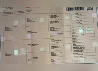 Studbook européen anglo, Étalon, 3 Ans, 168 cm, Bai