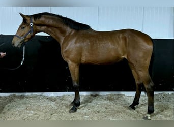 Studbook européen anglo, Étalon, 3 Ans, 168 cm