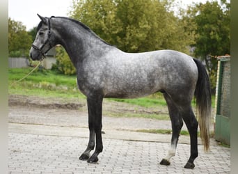 Studbook européen anglo, Étalon, 3 Ans, 171 cm, Gris