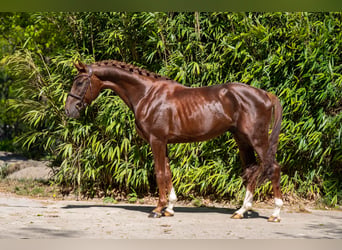 Studbook européen anglo, Étalon, 4 Ans, 161 cm, Alezan brûlé
