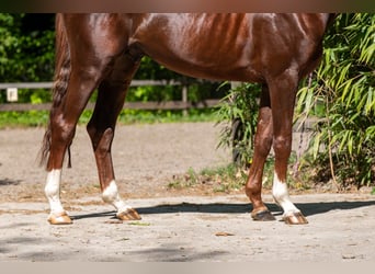 Studbook européen anglo, Étalon, 4 Ans, 161 cm, Alezan brûlé