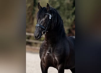 Studbook européen anglo Croisé, Étalon, 4 Ans, 162 cm, Noir