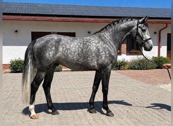 Studbook européen anglo, Étalon, 4 Ans, 171 cm, Gris